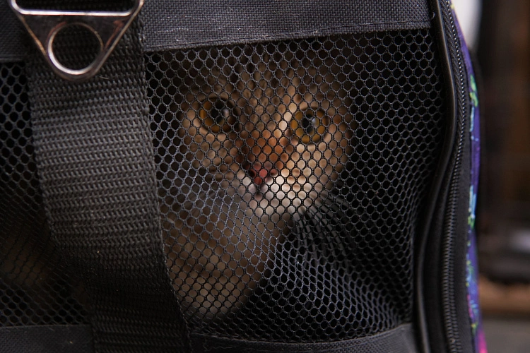 Фото: Как в Ростове эвакуировали домашних животных из обвалившегося жилого дома на Нариманова, фото 1rnd