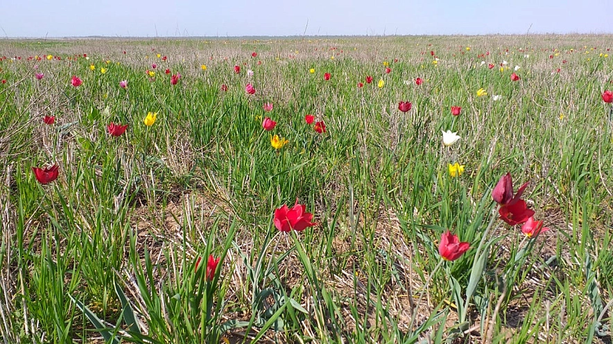 Фото: Дожди с грозами ожидают в Ростовской области после выходных, фото - 1rnd