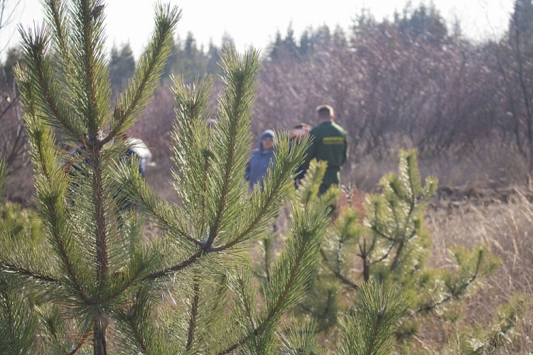 Фото: охрана хвойных // кадр Минприроды РО