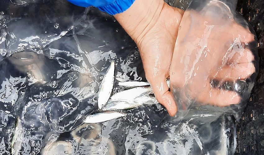 Фото: Учёные Ростова предложили мариновать и поедать медуз, которые заполонили Азовское море, фото - с сайта АзНИИРХ 