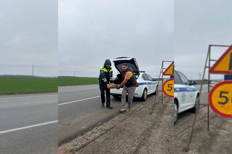 Фото: Госавтоинспекции Ростовской области 