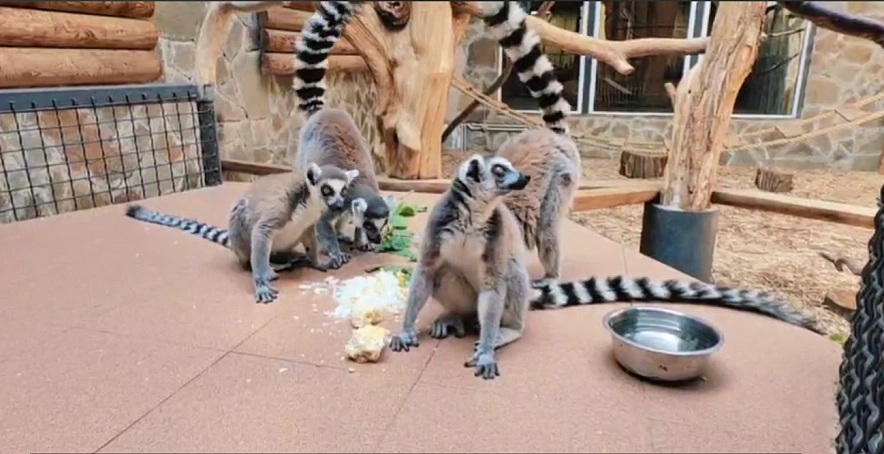 Фото: Ростовский-на-Дону зоопарк