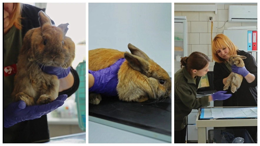 Фото: кролик Лапусик из парка "Малинки", кадр пресс-службы