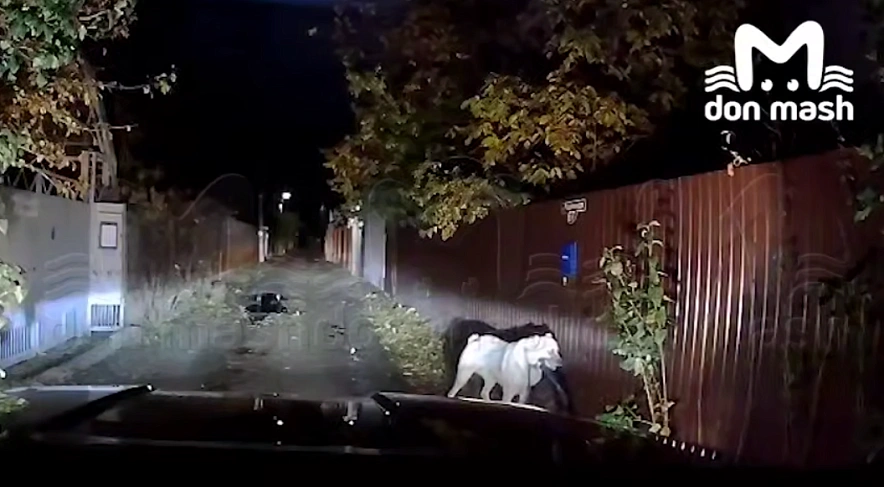 Фото: скрин из видео телеграм-канала «Don Mash»