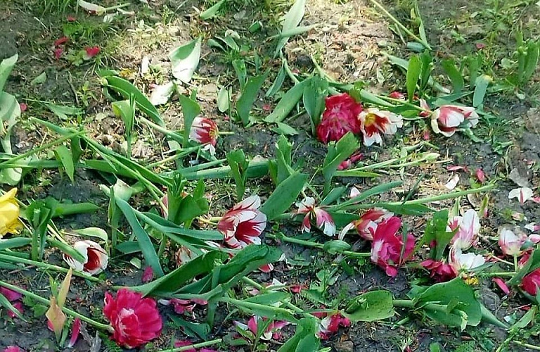 Фото: тюльпаны, уничтоженные 1 мая в Ростове, кадр ТГ selmashonline