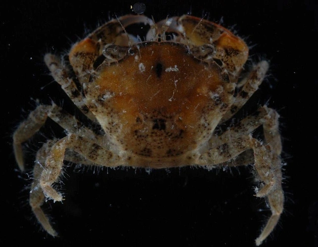 Фото: https://invasions.si.edu/nemesis/161.ru