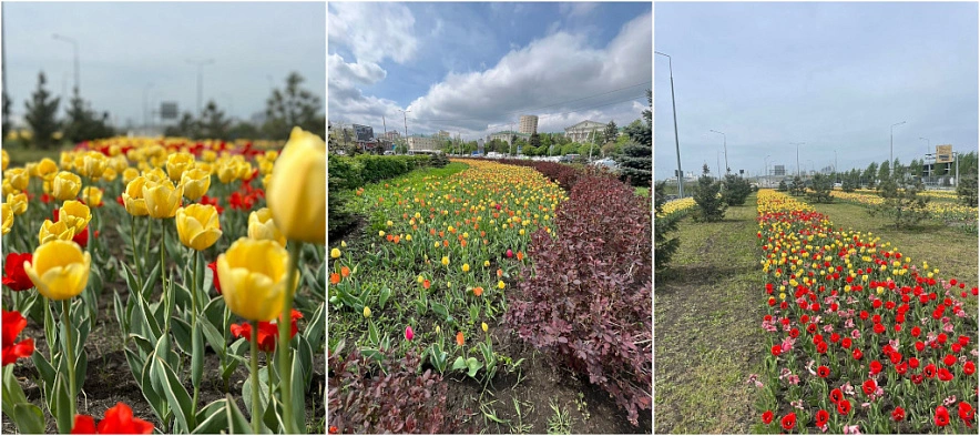 Фото: тюльпаны в Ростове // кадры 1rnd.ru