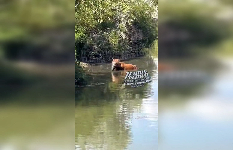 Фото: ТГ канала "Это Ростов новости"