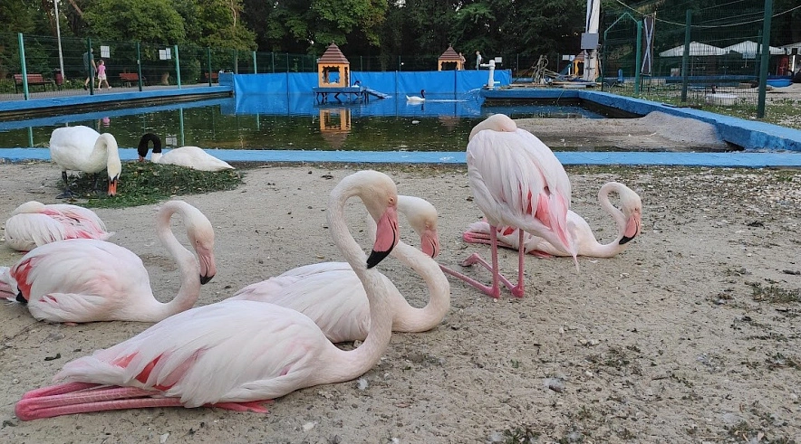 Фото: фламинго и лебеди из парка Революции, кадр 1rnd