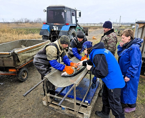 Фото: ВНИРО