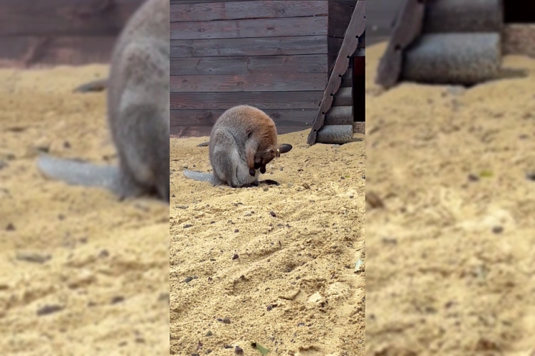 Фото: Парк «Лога»