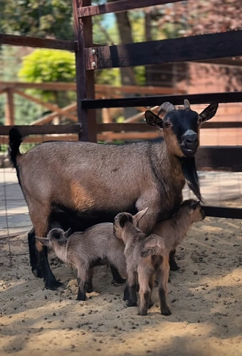 Фото: группа ВК "Парк Лога́"