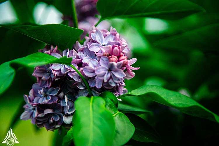 Фото: сирень // фото ЮФУ