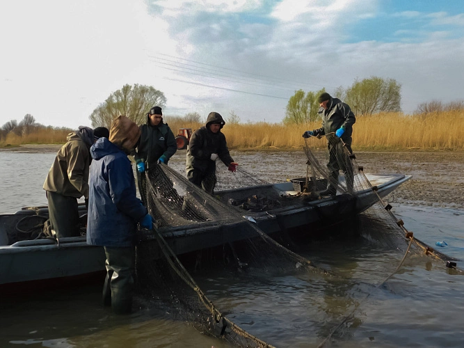 Фото: из архива пресс-службы Азово-Черноморского филиала ГНЦ РФ ФГБНУ «ВНИРО» 