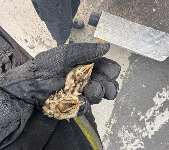 Фото: кадр донского МЧС