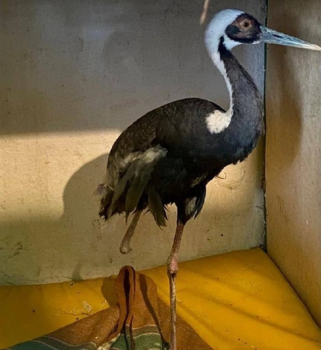 Фото: даурский журавль без ноги \\ фото южного парка птиц