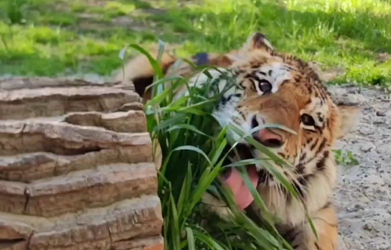 Фото: тигренок Жигер, кадр пресс-службы зоопарка Ростова