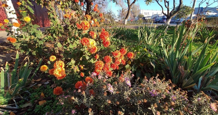 Фото: Рыжие хризантемы в Ростове, кадр 1rnd