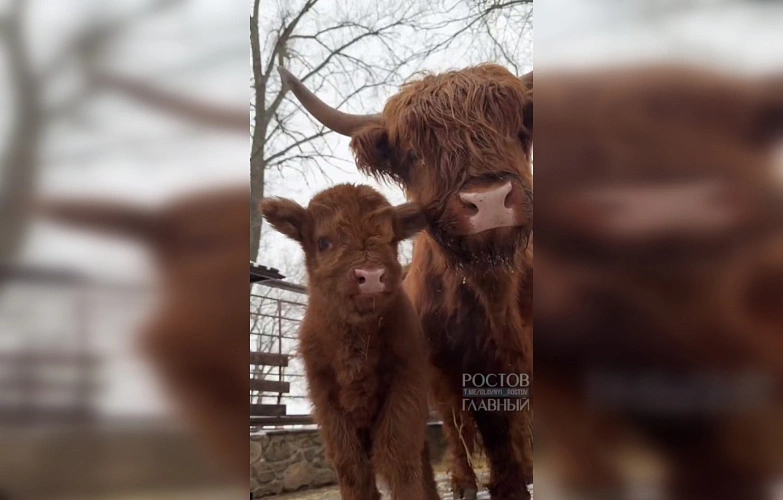 Фото: ТГ канала парка «Лога»