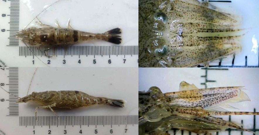 Фото: ЮНЦ РАН / T.me 