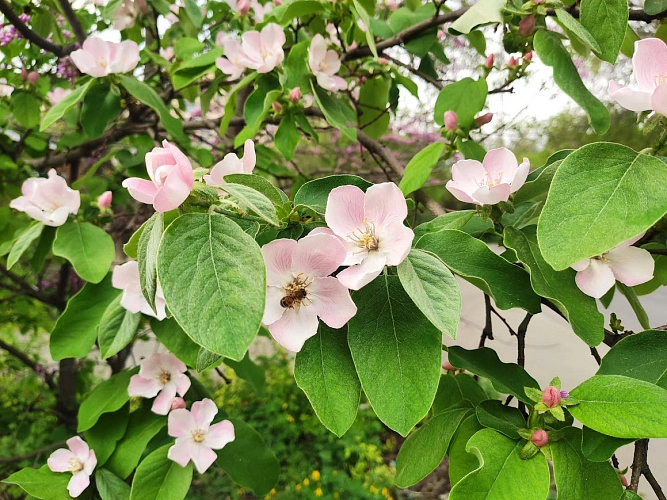 Фото: Цветущие фруктовые деревья в Ростове, кадр 1rnd