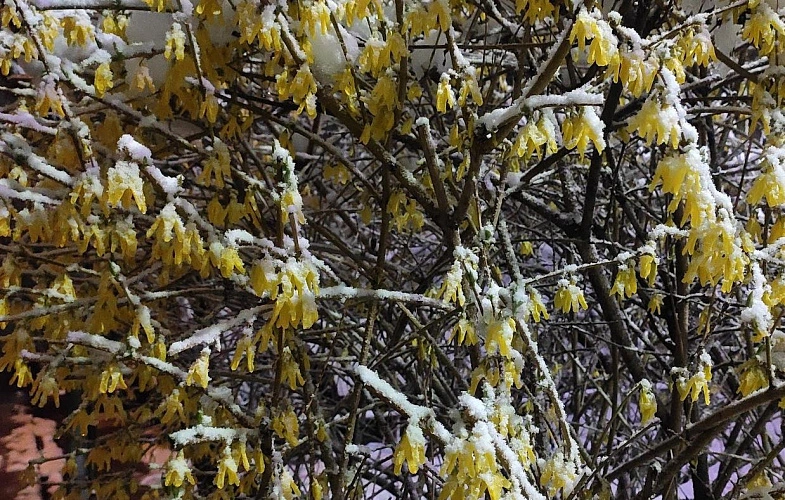 Фото: снег на цветах в Ростове, кадр 1rnd