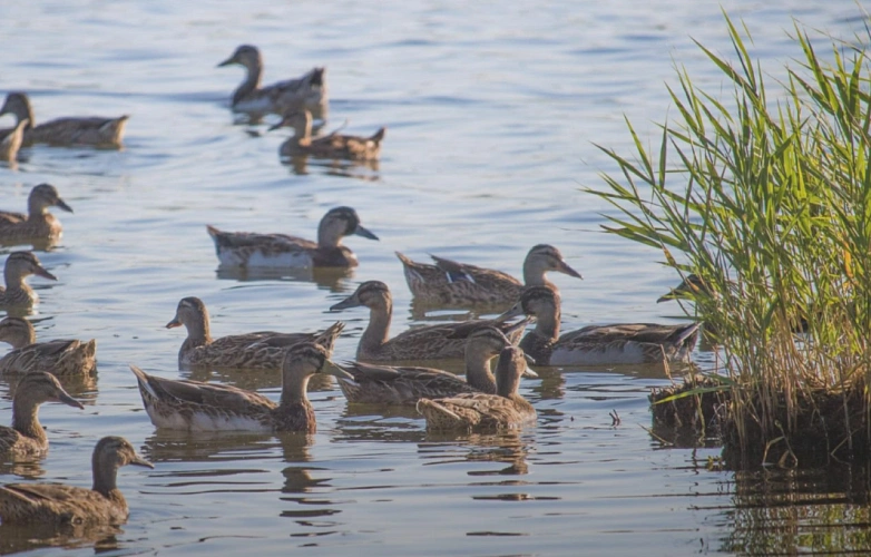 Фото: Минприроды Ростовской области