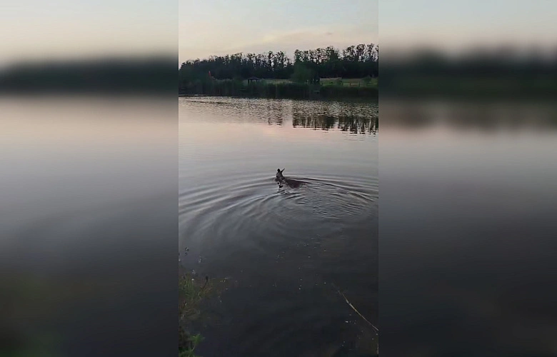 Фото: ТГ канала "Новости Ростова-на-Дону"Privet-Rostov.ru - новости Ростов-на-Дону