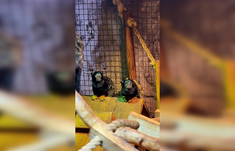 Фото: Парк «Лога»