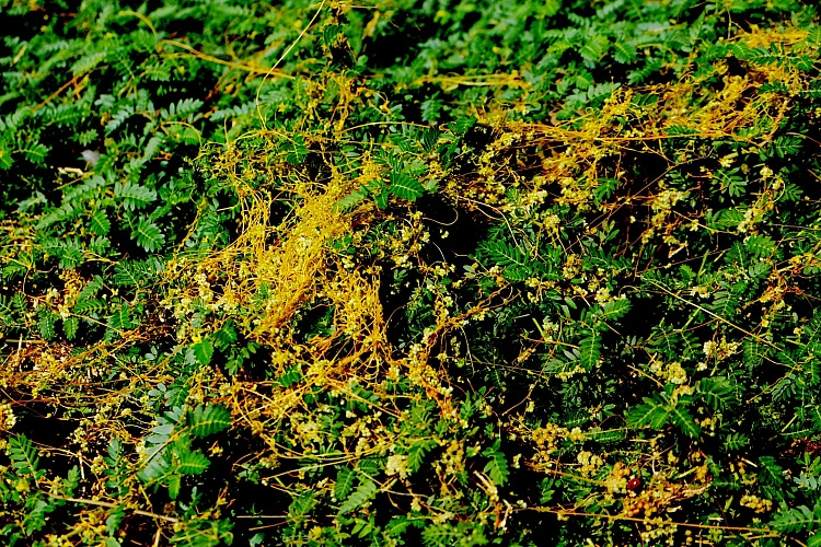 Фото:  Управление Россельхознадзора по РВАОиРК