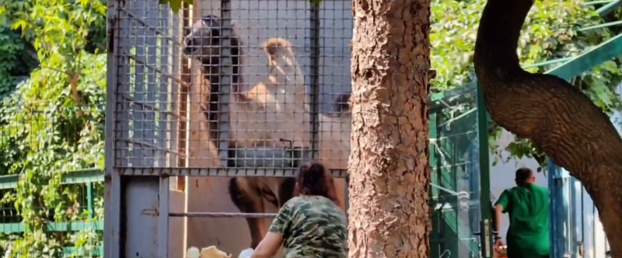 Фото: Ростовский-на-Дону зоопарк