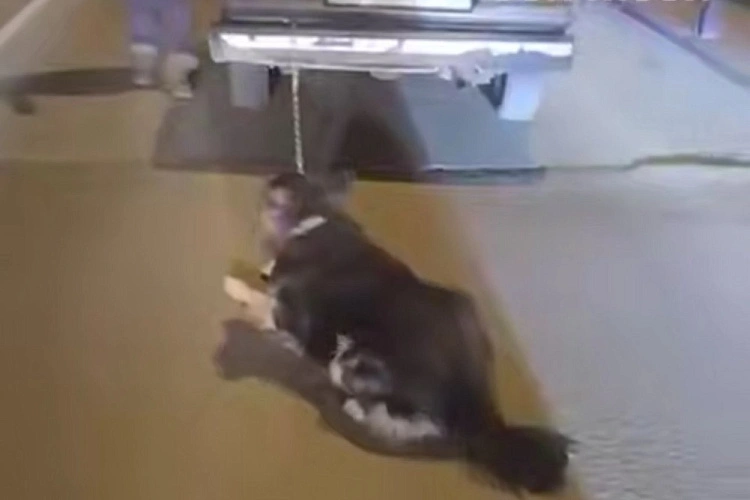 Фото: Don Mash / Telegram.org 