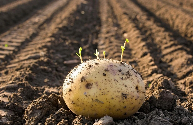 Фото: нейросеть 