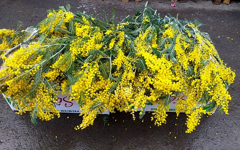 Фото: мимоза в Ростове // кадр 1rnd