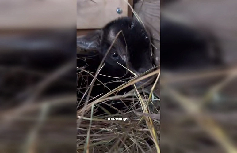 Фото: Южный парк птиц Малинки