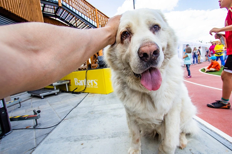 Фото: Участник фестиваля MEGA DOG Fest, кадр из паблика мероприятия