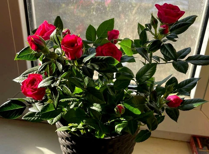 Фото: комнатная роза // кадр читателя 1rnd