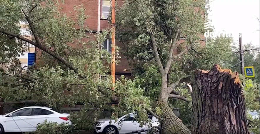 Фото: упавшее дерево на пересечении улиц Закруткина и 1-ой Линии // скриншот из видео тг-канала Don Mash