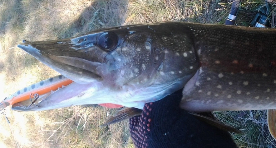 Фото: Щука в руках у рыбака, кадр 1rnd