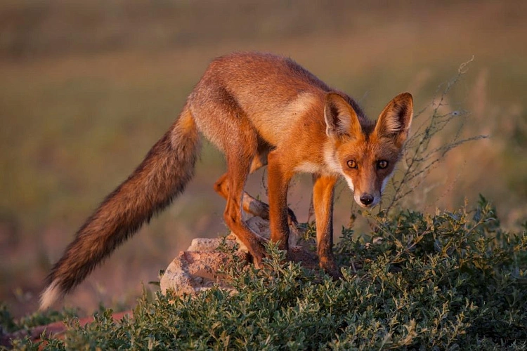 Фото: архив Минприроды Ростовской области