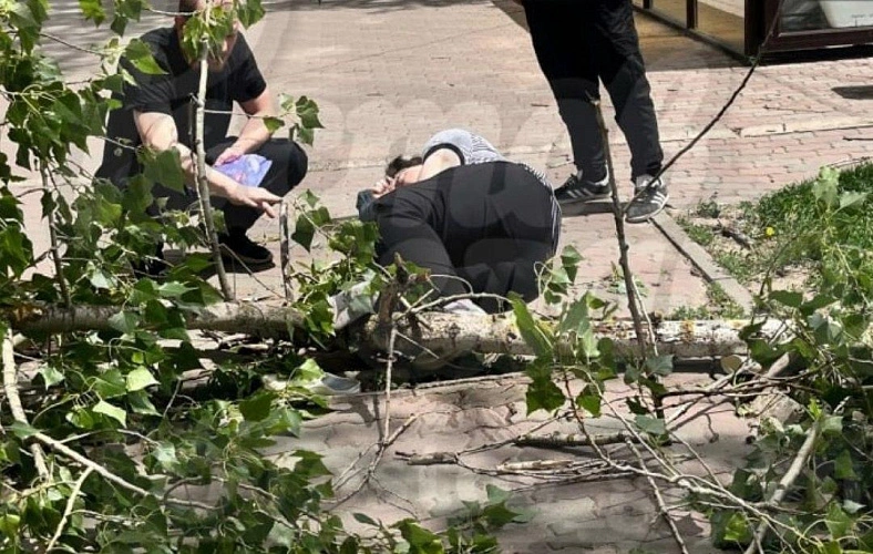 Фото: В Ростове дерево упало на женщину, кадр ТГ Ростов Главный