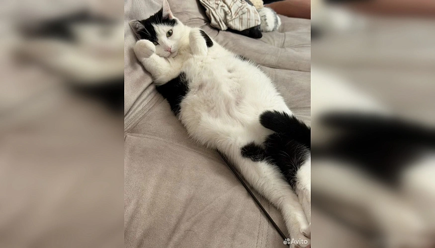 Фото: сайт бесплатных объявлений