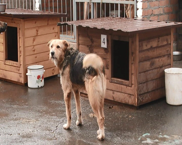 Фото: В Ростове 79% жителей поддержали идею создания зоополиции // фото архив 1rnd