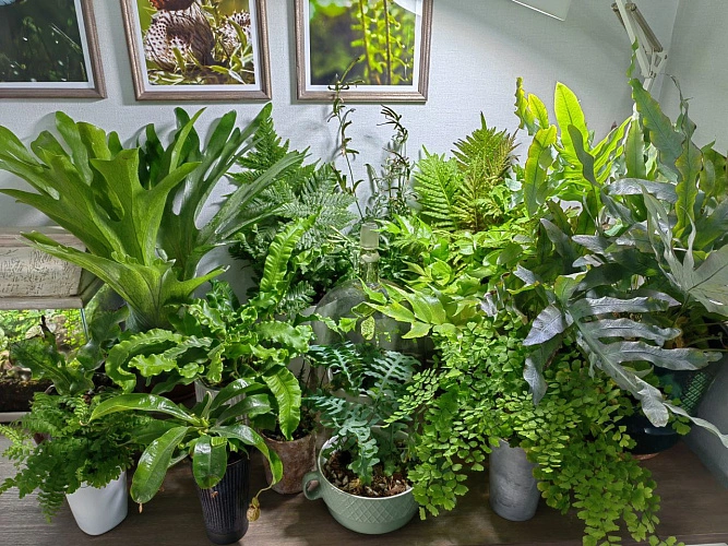 Фото: как повысить влажность воздуха // фото Елены Бывайловой