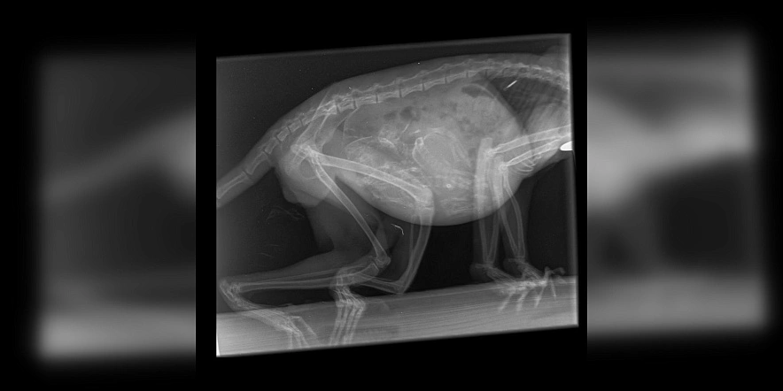 Фото: Парк птиц "Малинки"