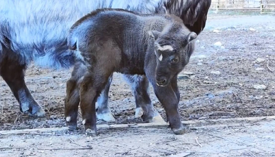 Фото: зоопарка Ростова