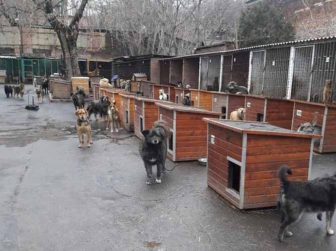 Фото: ЦБЖ Ростова // кадр из архива 1rnd.ru