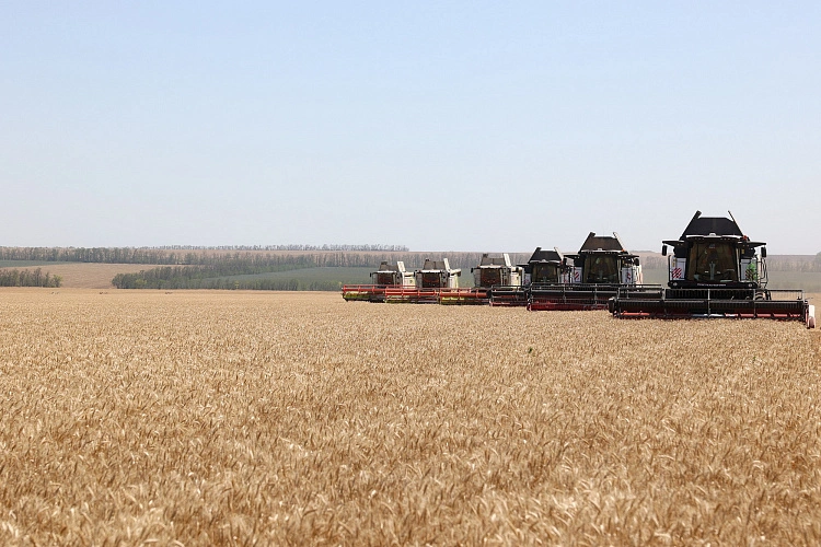 Фото: Урожая будет меньше Фото: правительство РО