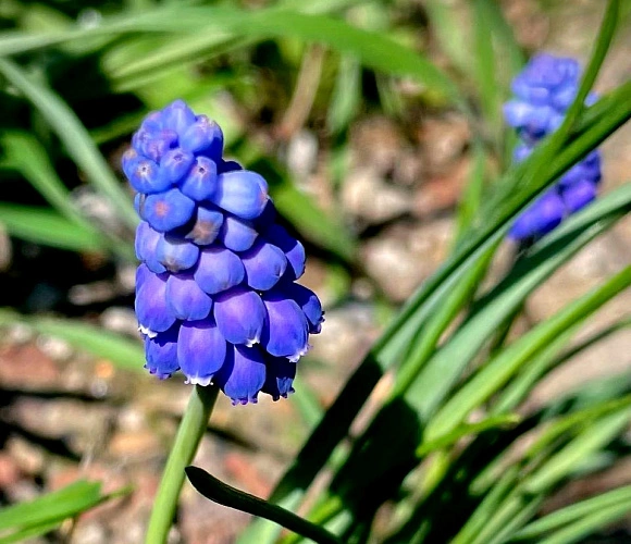 Фото: мускари // фото читателя 1rnd