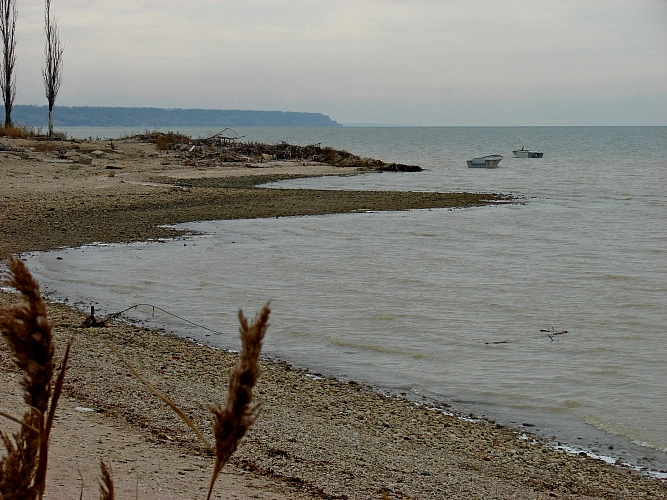 Фото: Этой весной ростовчане смогут увидеть морских свиней в Дону, фото - 1rnd